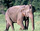 Elephas maximus