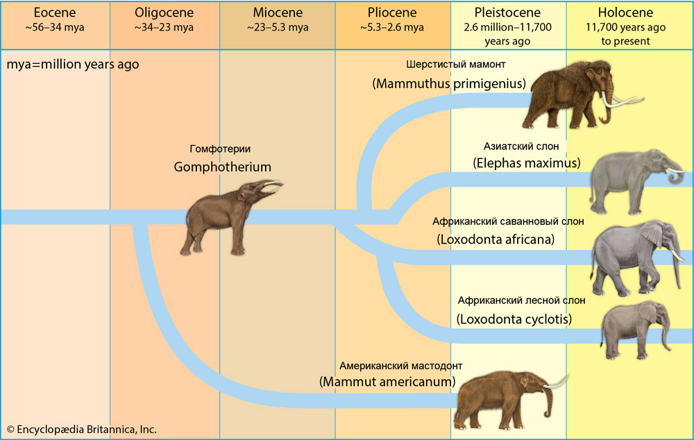 Эволюция слонов